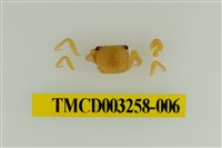 藏品(肥胖後相手蟹)的圖片